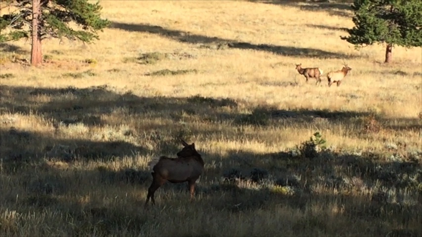 Elk Calling: The elk calls to her friends in Rocky Mountain National Park