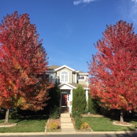Just before all the leaves fell off