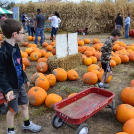 Pumpkin patch. Let the choosing begin!