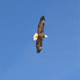 Mommy gets a cool picture of an eagle over the lake