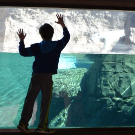 Checking out the polar bear at the Denver Zoo