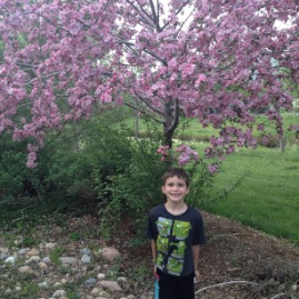 Flowering tree in the backyard