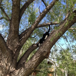 Henry thinks he's a squirrel