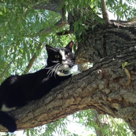 Henry, stuck in a tree