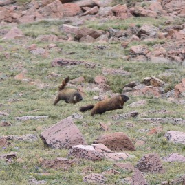 The yellow-bellied marmots were frolicking