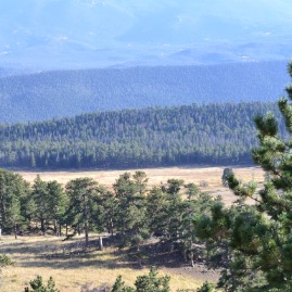 Elk in the meadow, Longs Peak washed out in the sun