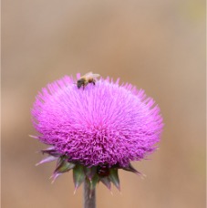 DSC_4584.JPG