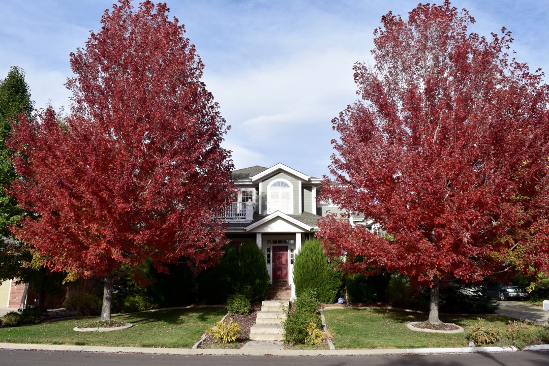 Fall colors
