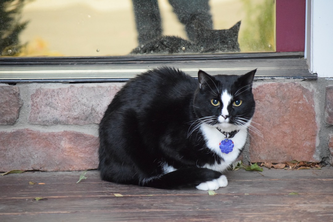 Chilly cat