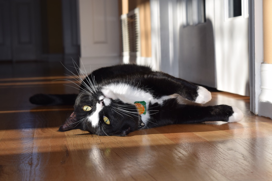 Henry is super cute