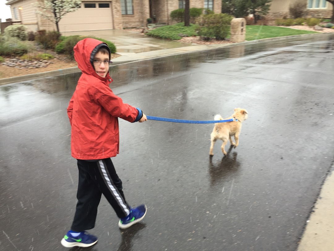 Walking the neighbor's dog, Gatsby