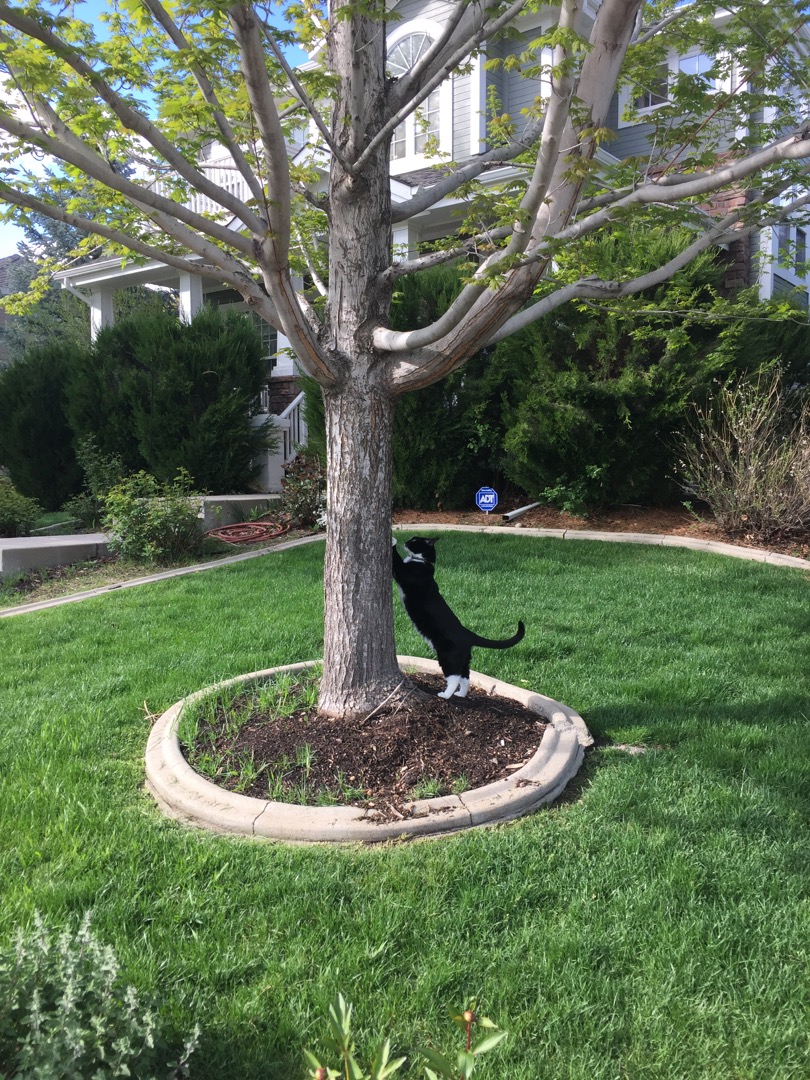 Impromptu scratching post