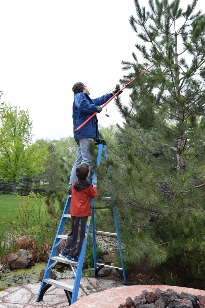 Helping Dad trim the branch