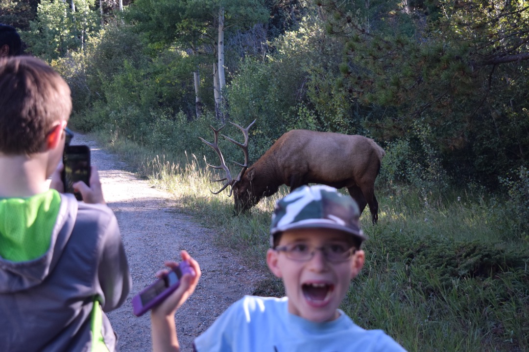 Everyone's excited to see an elk