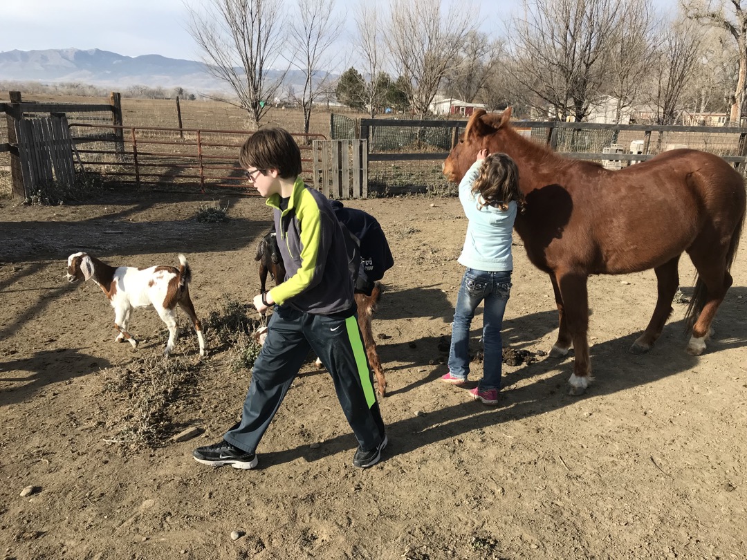 Friends with goats