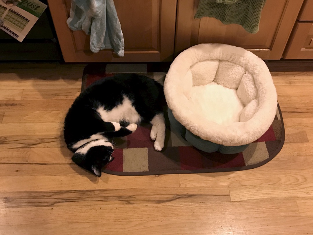 Still not using his bed