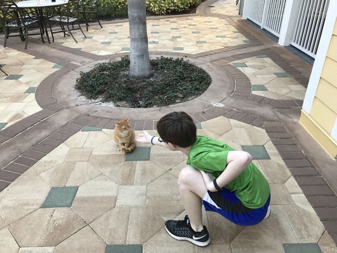 Cat at the hotel is skeptical of Tim