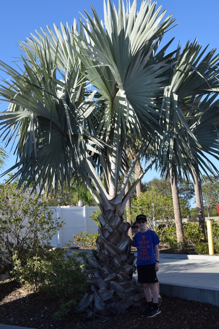 Palm tree