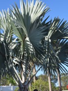 DSC_1178.JPG