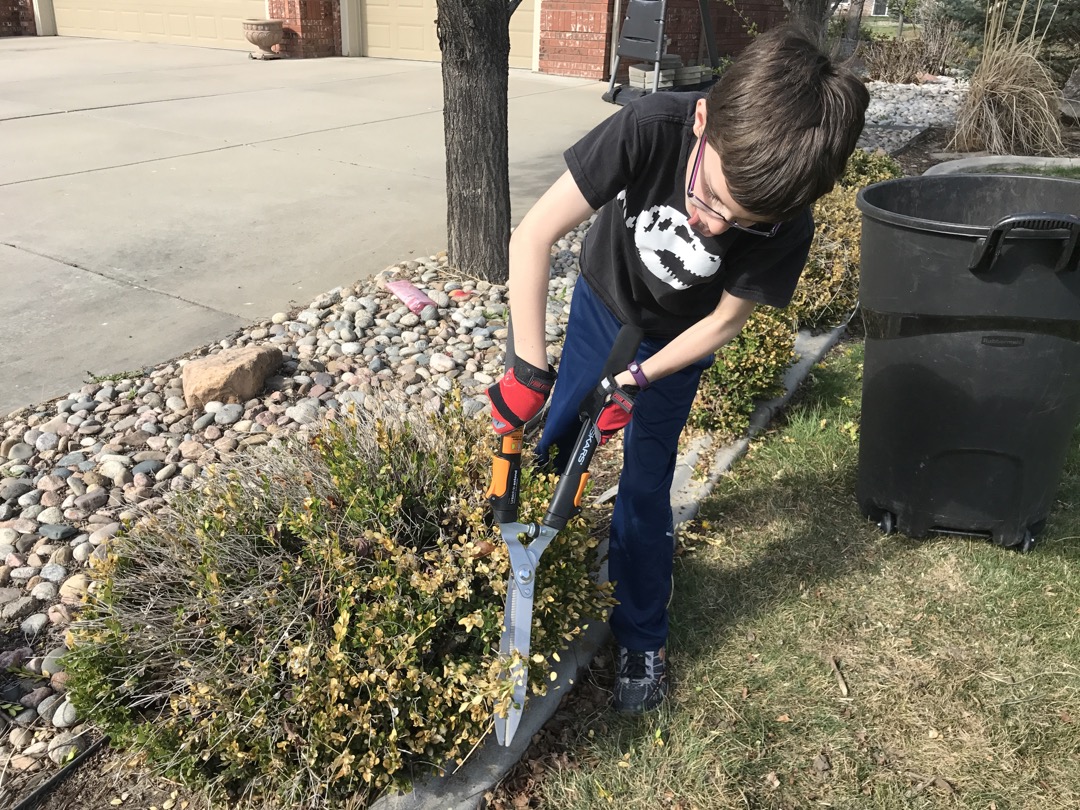 Ted gives the shrubs a haircut