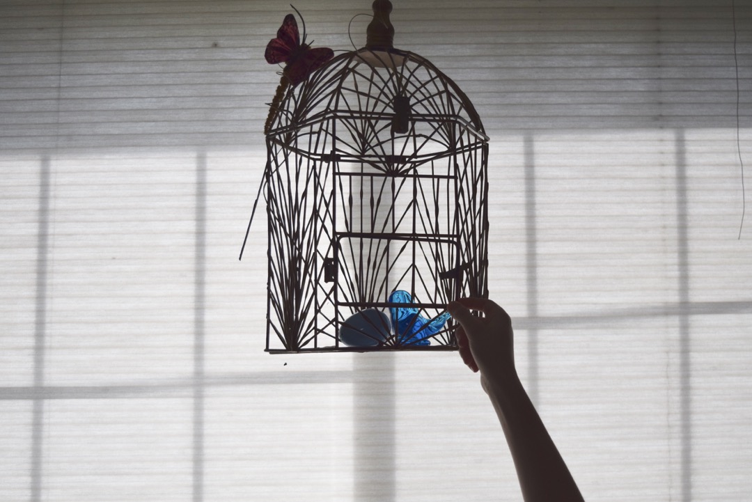 In the bird cage