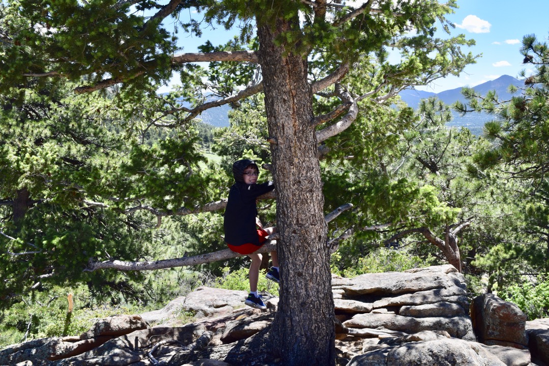 Tree sitter