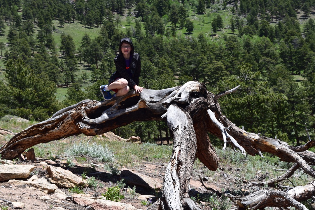 Tree percher