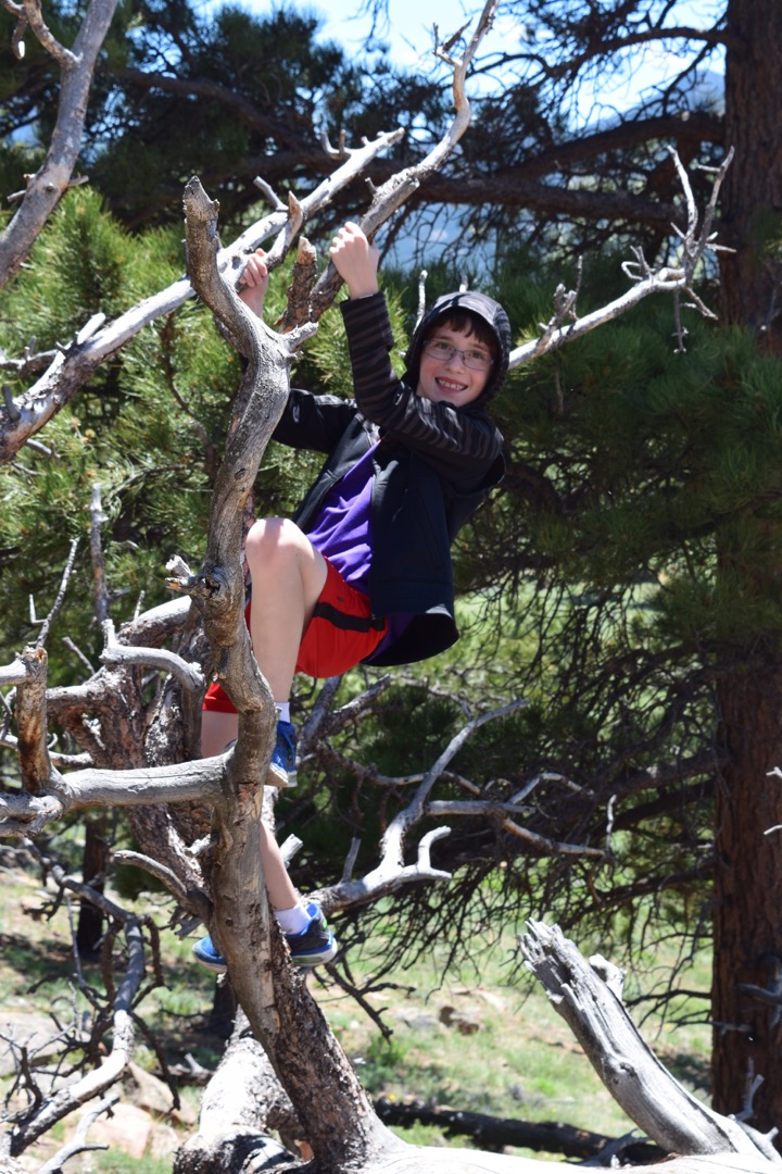 Tree hanger