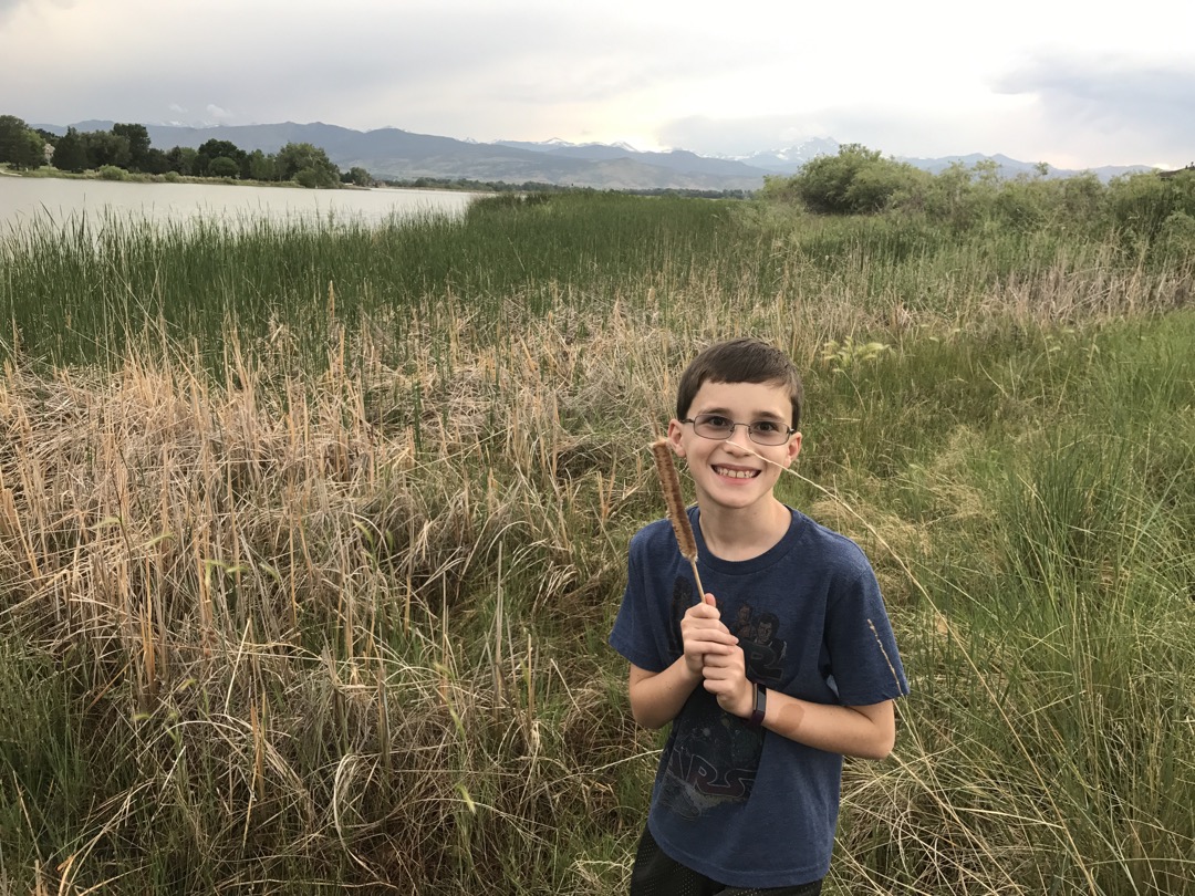 Hunting cattails on our walk