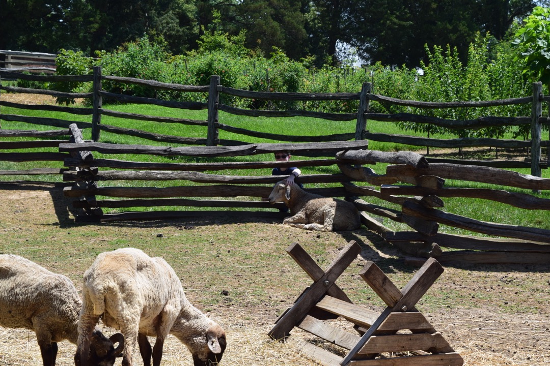 Sheep friend