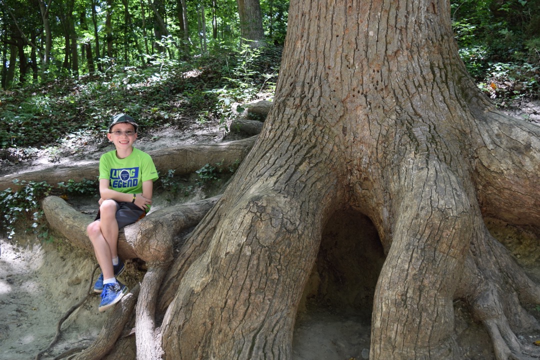 Sitting on a tulip poplar