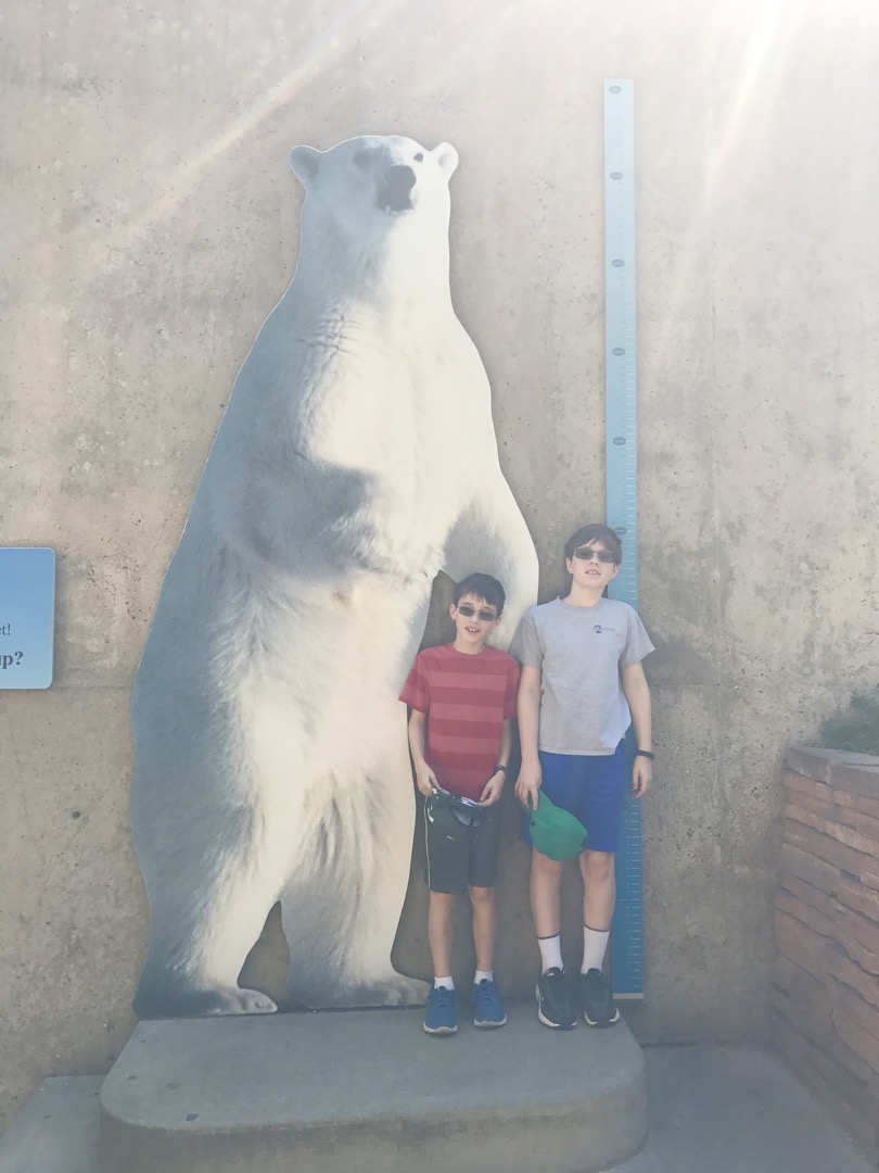 Not as tall as a polar bear, yet
