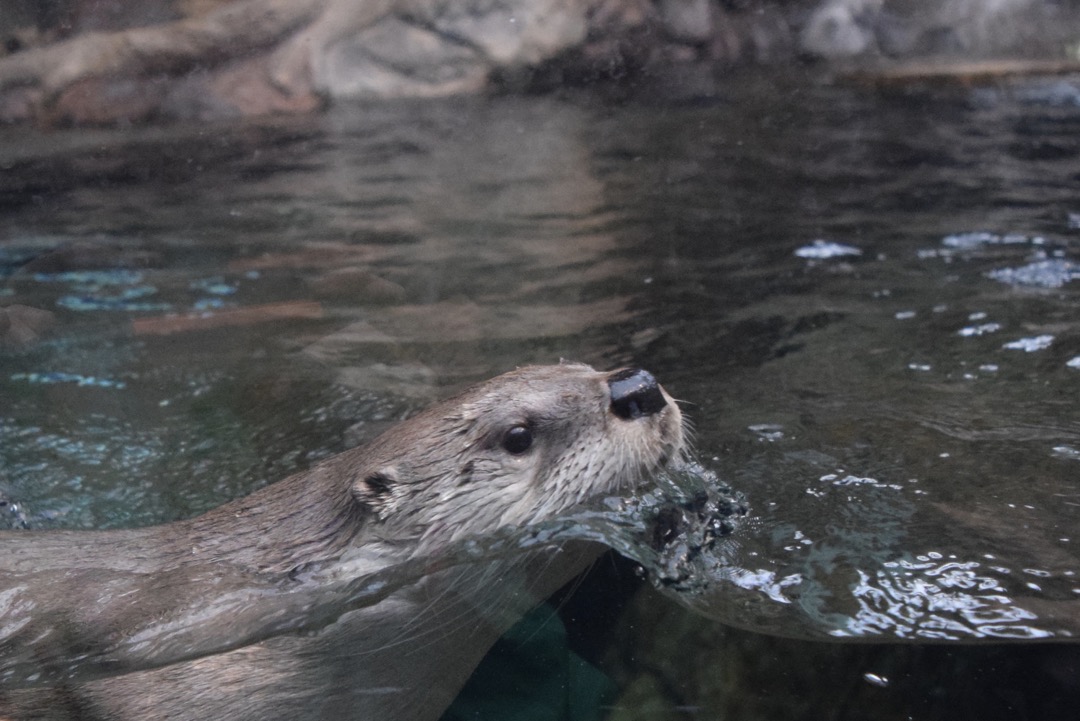 Why I otter...