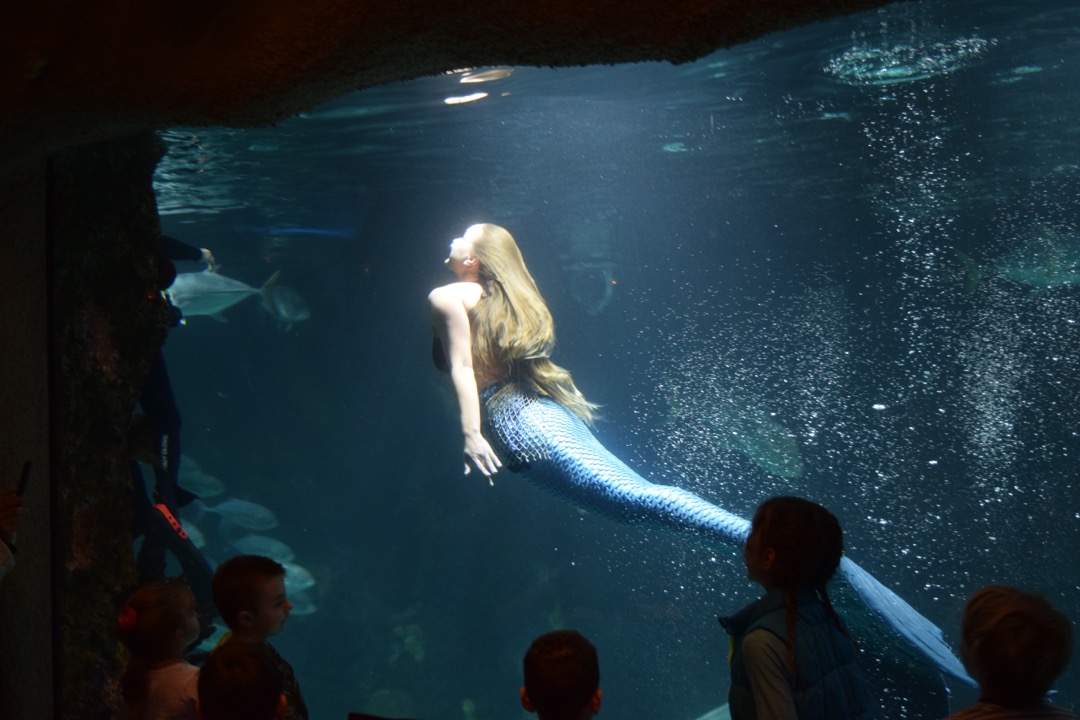 Mermaid