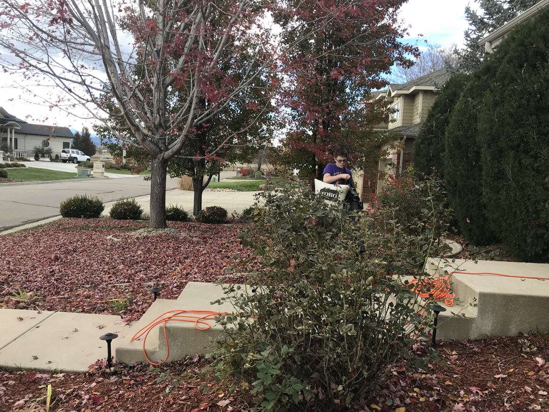 Just a few leaves on the ground