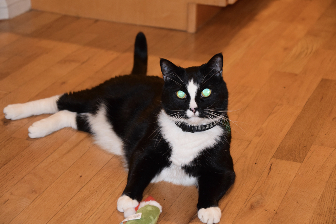 Happy pickle puss
