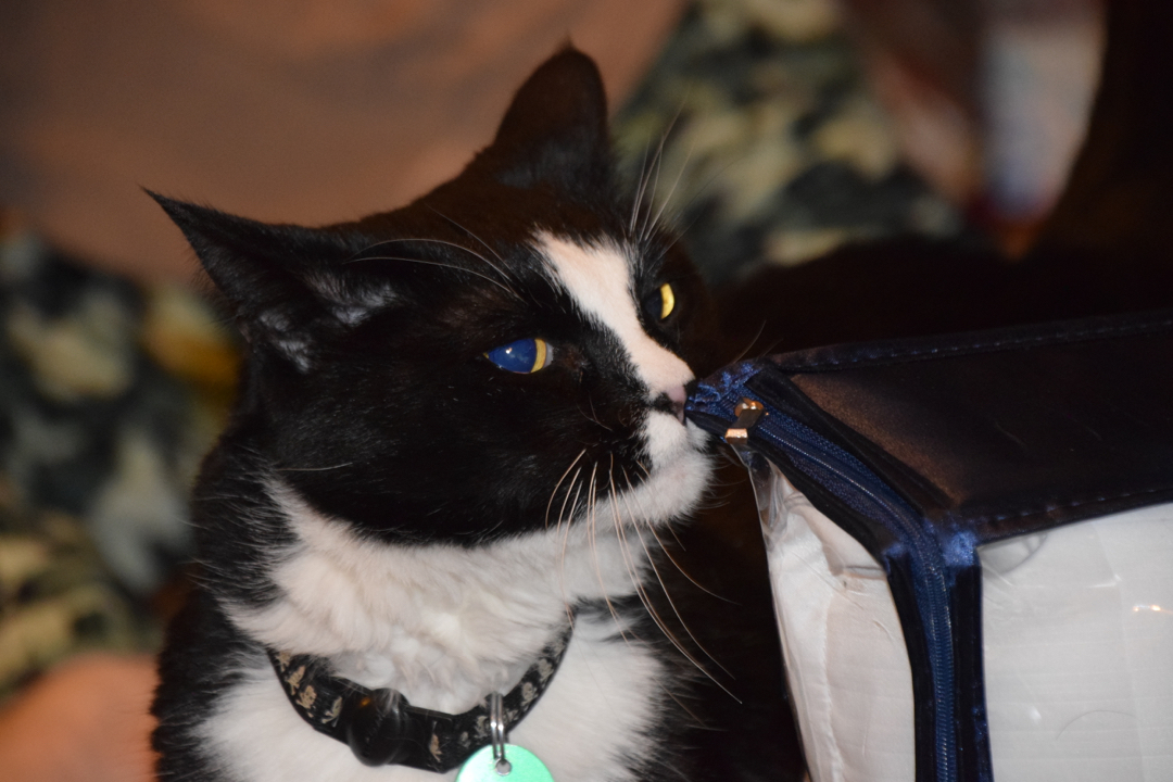 Henry investigates the presents
