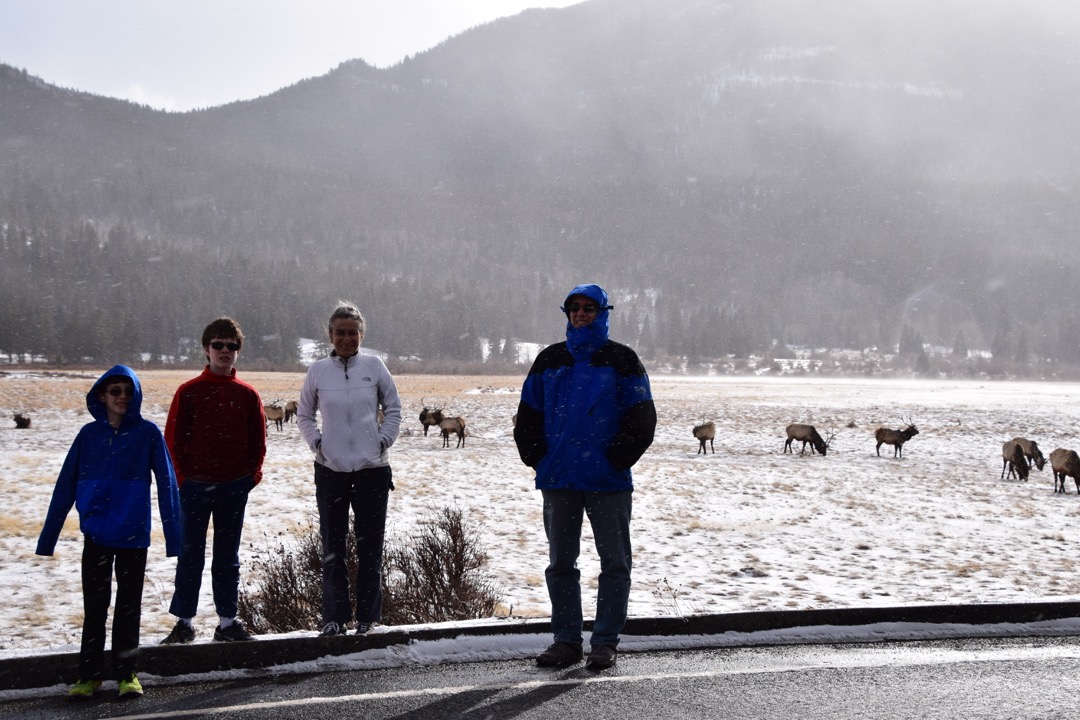 We found the elk!