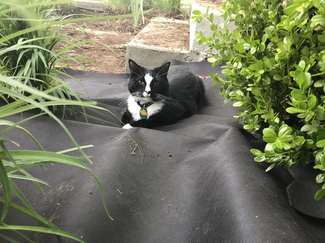Henry helps with landscaping