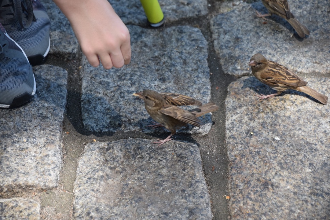 Feeding the birds at lunch in Quincy Market
