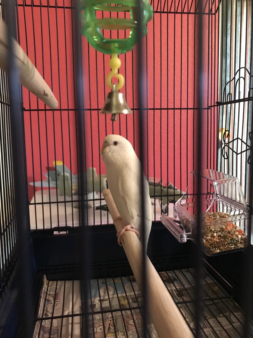 Now Tim has a new friend - Glacier
