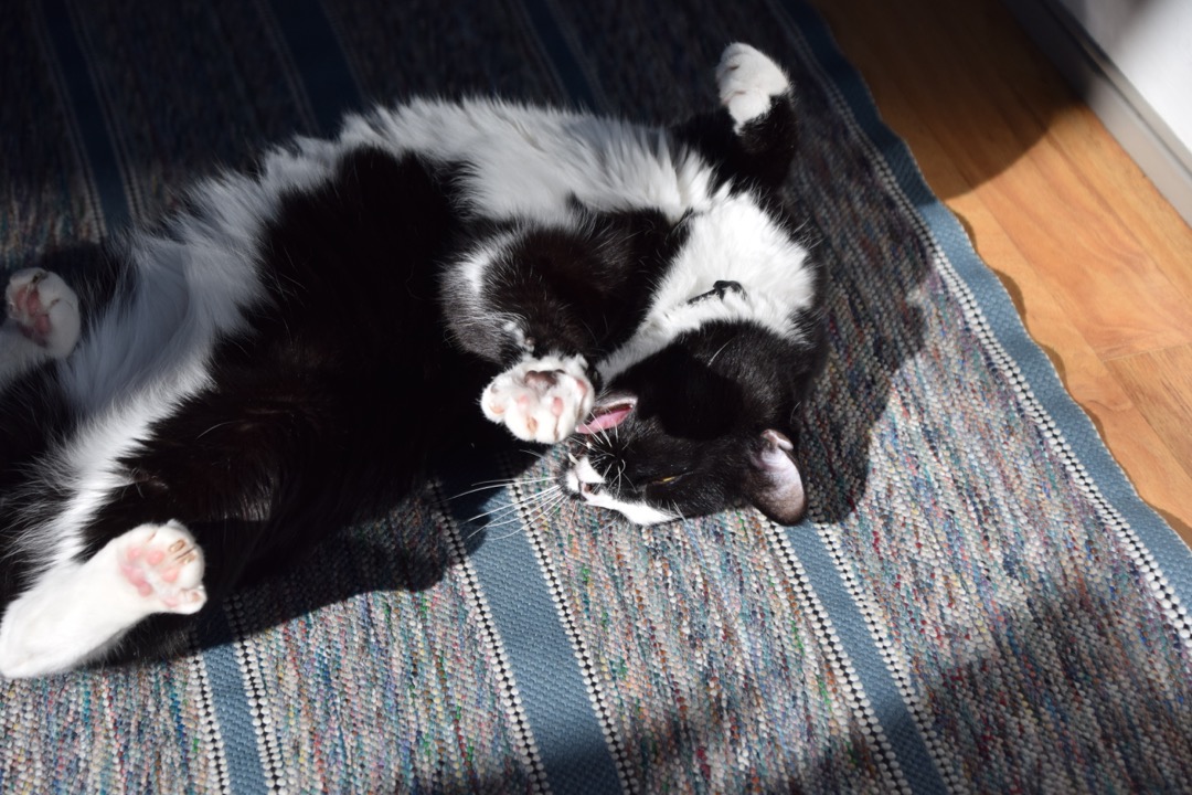 Loving the sunbeam