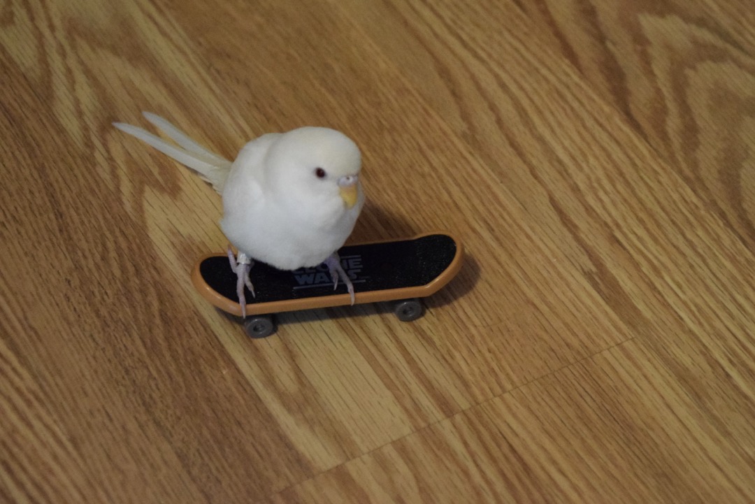 Glacier is a sk8r