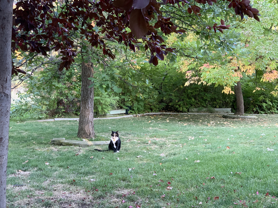 King of the backyard