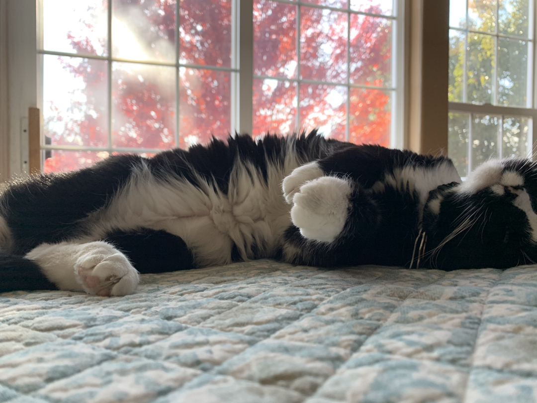Belly of the beast