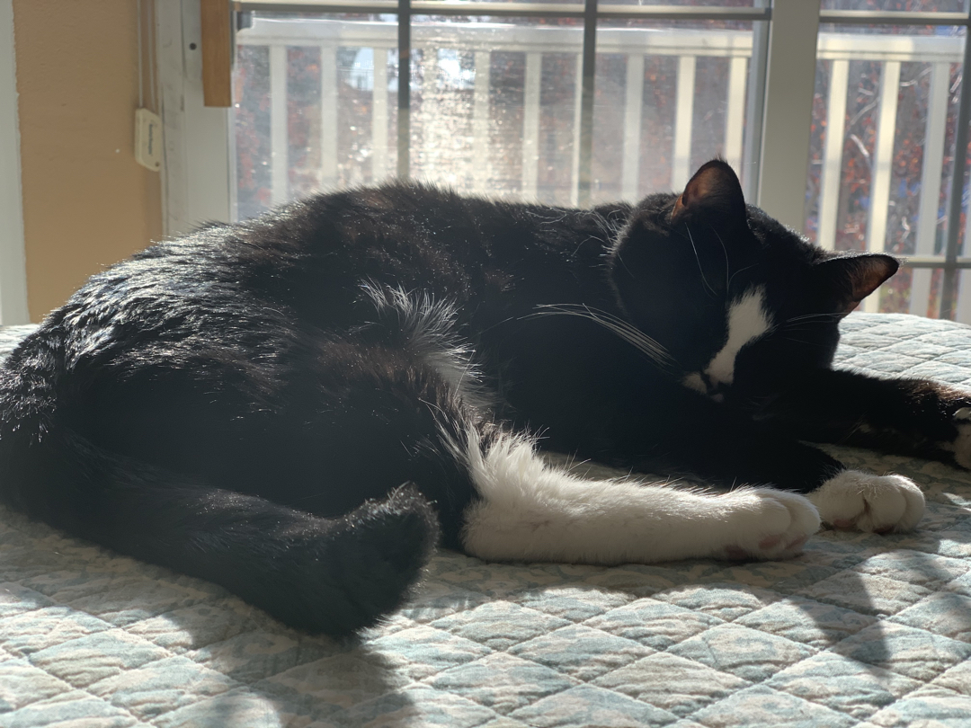 Sunny