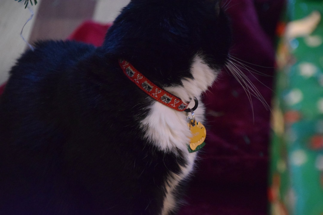 Henry got a new necklace