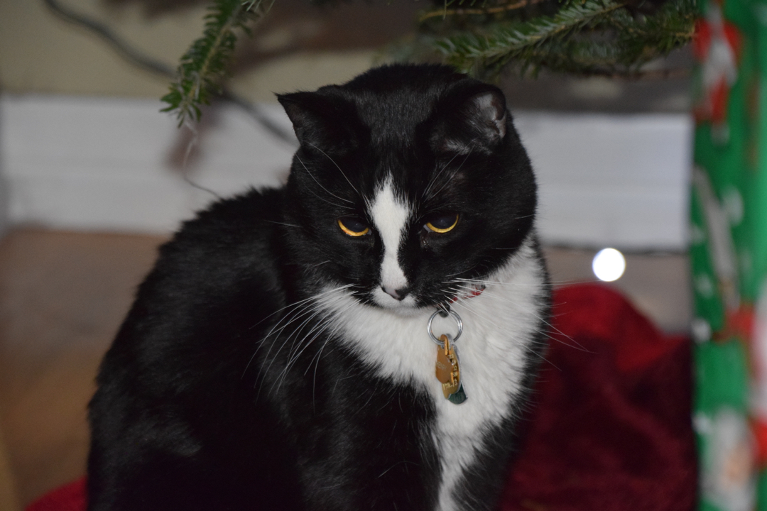 Looking for his gifts