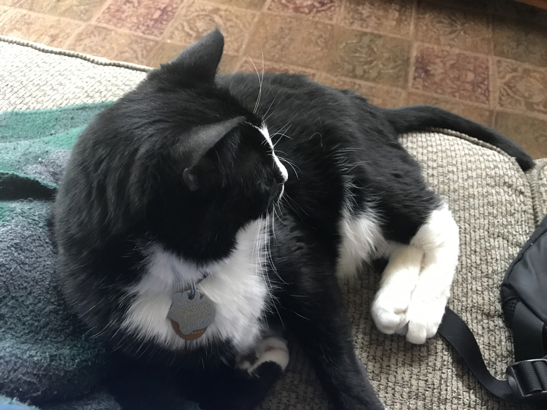 Back home to our furry purry Henry