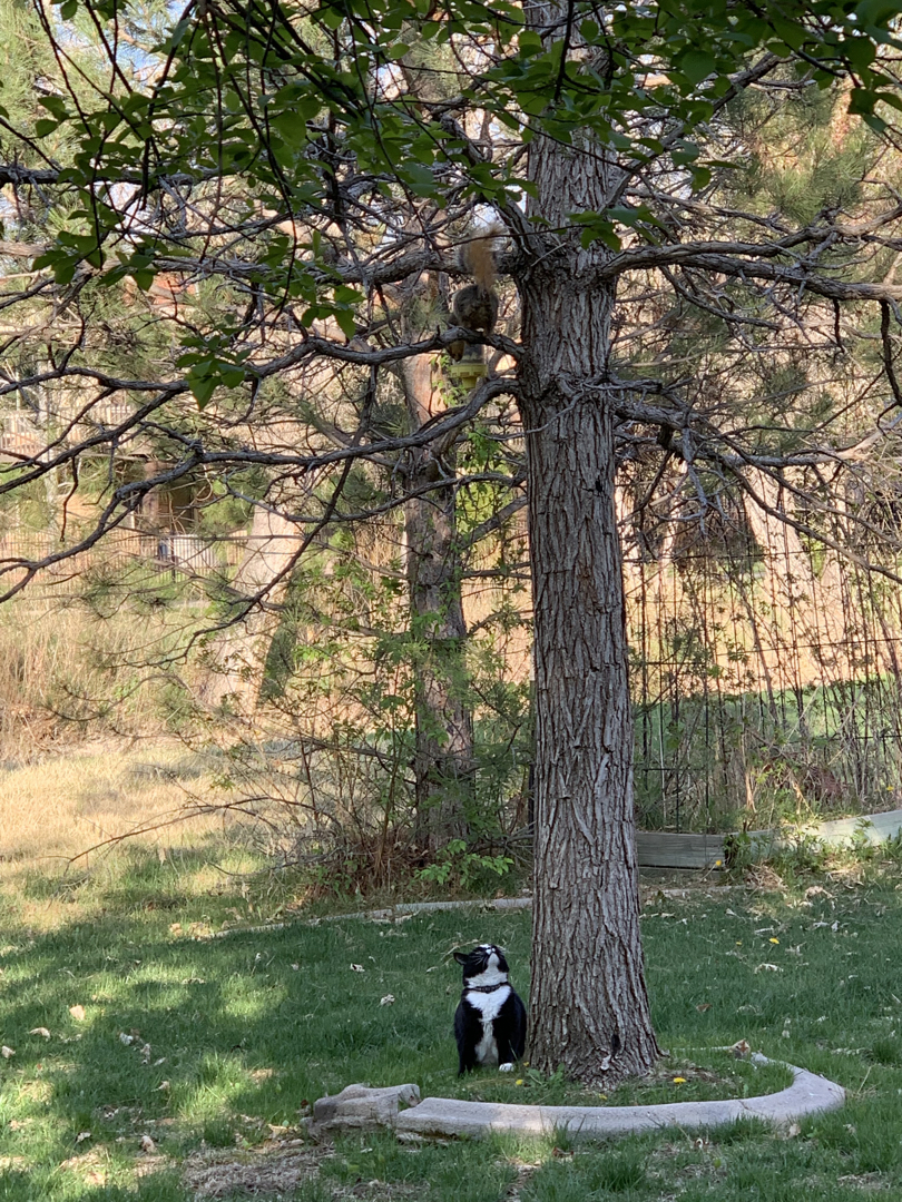 Henry vs. Squirrel